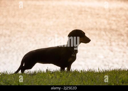 Glatter Dachshund. Erwachsener Hund, der auf einer Wiese mit glitzerndem Wasser im Hintergrund steht. Deutschland Stockfoto