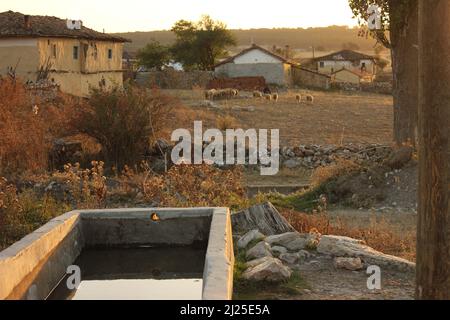 Schafherde in natürlichem Lebensraum, steinerne Wasserwanne für Tiere in einem verlassenen alten Dorf mit Steinhäusern. Stockfoto