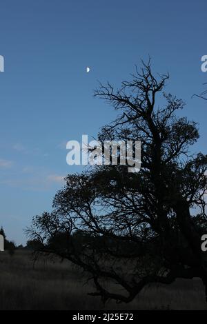 Halbmond, der hinter der Silhouette eines Baumes aufsteigt. Strahlend weißer Mondblick in der Dämmerung. Klarer Himmel mit einem Hauch von rosa Wolken. Stockfoto