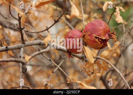 Trocken gesprungene, gespaltene Granatapfelfrüchte auf den Zweigen eines Obstbaums mit gelben Blättern im Herbst. Symbol für Fruchtbarkeit, Fülle und Fülle. Stockfoto