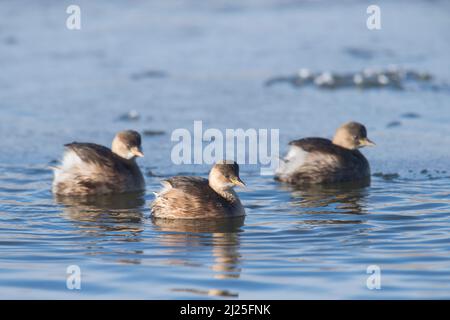 Zwergtaucher (Tachybaptus ruficollis) drei Erwachsene im nicht-brütenden Gefieder schwimmen. Deutschland Stockfoto