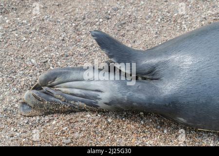 Graue Dichtung (Halichoerus grypus). Detail der Hinterflossen und Schwanz. Deutschland Stockfoto