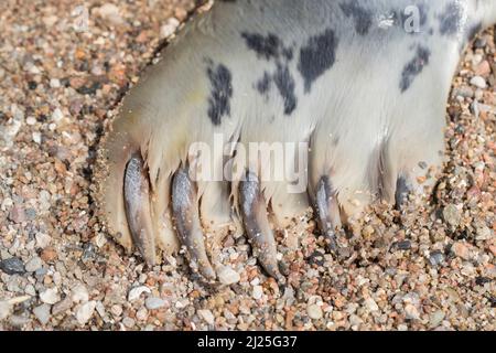 Graue Dichtung (Halichoerus grypus). Detail des Flippers. Deutschland Stockfoto