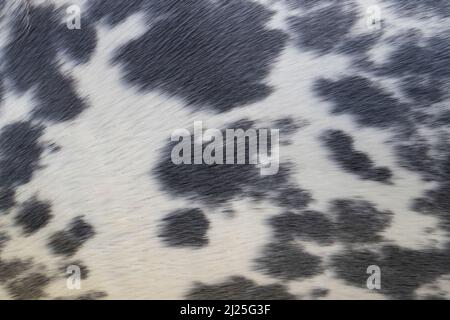 Graue Dichtung (Halichoerus grypus). Detail des Mantels. Deutschland Stockfoto