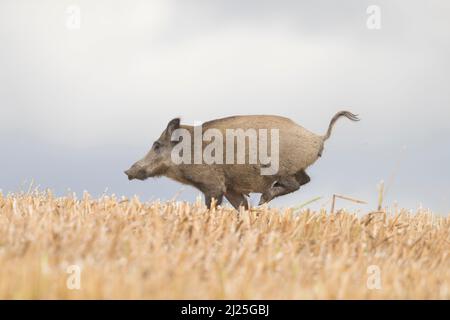 Wildschwein (Sus scrofa). Weibchen, die über ein Stoppelfeld fliehen. Skane, Schweden Stockfoto