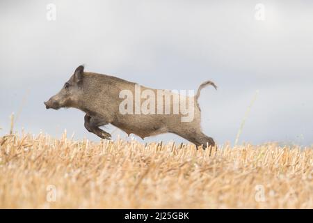 Wildschwein (Sus scrofa). Weibchen, die über ein Stoppelfeld fliehen. Skane, Schweden Stockfoto