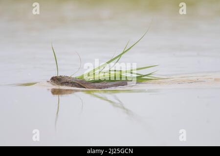 Bisamratte (Ondatra zibethicus). Erwachsene schwimmen mit Schilfhalmen oder Gras im Mund. Deutschland Stockfoto