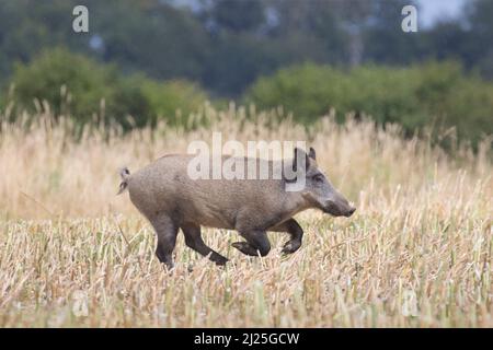 Wildschwein (Sus scrofa). Weibchen, die über ein Stoppelfeld fliehen. Skane, Schweden Stockfoto