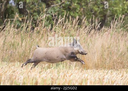 Wildschwein (Sus scrofa). Weibchen, die über ein Stoppelfeld fliehen. Skane, Schweden Stockfoto