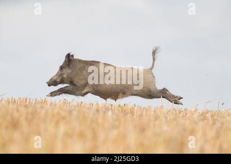 Wildschwein (Sus scrofa). Weibchen, die über ein Stoppelfeld fliehen. Skane, Schweden Stockfoto