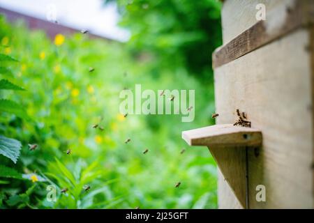 Dies ist ein Bienenhof für Erwachsene Arbeiterbiene. Stockfoto