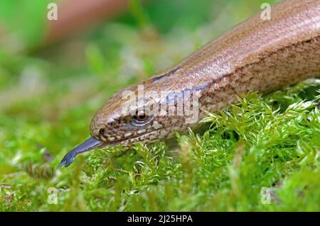 Europäischer langsamer Wurm, langsamer Wurm (Anguis fragilis). Porträt eines Erwachsenen auf Moos, der seine Zunge flickt. Deutschland Stockfoto