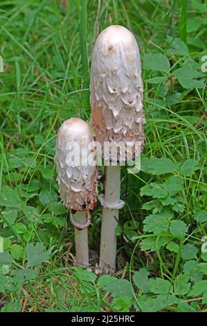 Shaggy Mane Mushroom, Shaggy Tinte Cap (Coprinus Comatus), junge Fruchtkörper. Deutschland Stockfoto