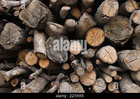 Fonds bestehend aus Baumstämmen, die geschnitten und übereinander gestapelt wurden, um sie als Brennholz zu verkaufen. Stockfoto