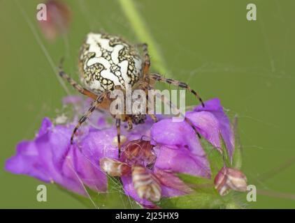 Eichenspinne (Araneus ceropegius, Aculepeira ceropegia). Weibchen zwischen Blumen. Österreich Stockfoto