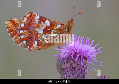 Hirtenfritillary (Boloria ballt) auf der Blüte eines Pflaumenhaares. Unterflügel sichtbar Stockfoto