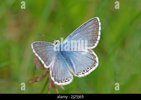 Chalkhill Blue (Polyommatus coridon). Männlicher Schmetterling auf Kleeblatt Blume. Deutschland Stockfoto