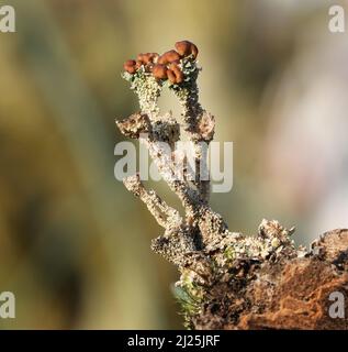 Cup Lichen - Cladonia peziformis - Makro Stockfoto