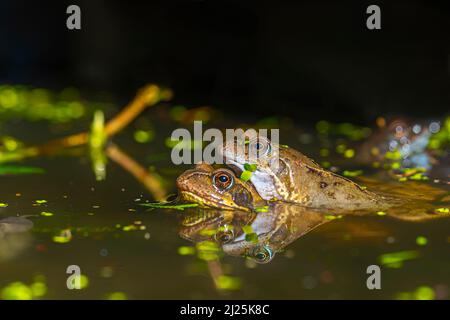 Gewöhnliche Frösche laichen im Frühjahr März 2022, Khshire, Großbritannien Stockfoto