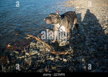 Paxton spielt im Wasser # 2 Stockfoto