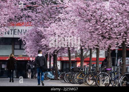 30. März 2022, Niedersachsen, Göttingen: Japanische Zierkirschen blühen auf dem zentralen Campus der Georg-August-Universität. Foto: Swen Pförtner/dpa Stockfoto