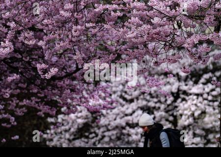 30. März 2022, Niedersachsen, Göttingen: Japanische Zierkirschen blühen auf dem zentralen Campus der Georg-August-Universität. Foto: Swen Pförtner/dpa Stockfoto