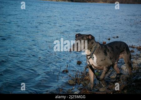 Paxton spielt im Wasser # 3 Stockfoto