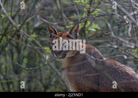 Caracal versteckt in den Zweigen Stockfoto