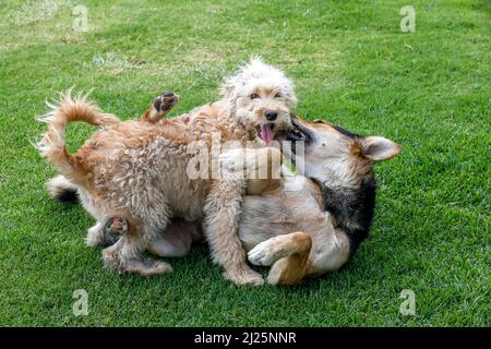 Hunde spielen in einem Park in Riobamba, Ecuador Stockfoto