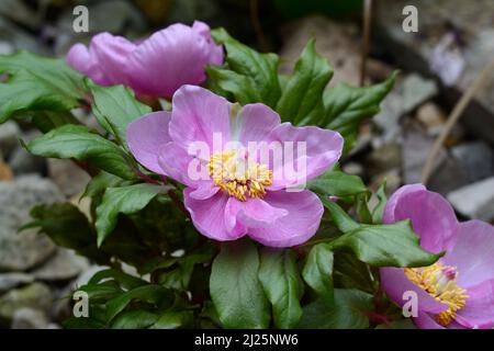 Paeonia mascula subs russoi früh blühende Pfingstrose Stockfoto