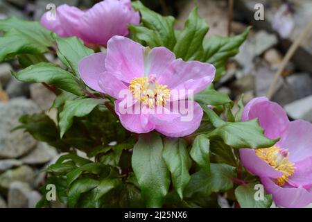 Paeonia mascula subs russoi früh blühende Pfingstrose Stockfoto