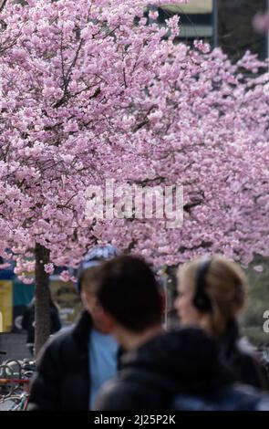 30. März 2022, Niedersachsen, Göttingen: Japanische Zierkirschen blühen auf dem zentralen Campus der Georg-August-Universität. Foto: Swen Pförtner/dpa Stockfoto