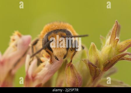 Frontale Nahaufnahme eines Rüden der gefährdeten roten Bartsia Blunt-Hornbiene, Meliita tricincta, einer Spezialistin für ihre Wirtspflanze, Odontites vulgaris Stockfoto