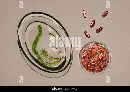 Transparente Glasplatten mit Haufen Algenöl-Gelatinkapseln und Stängeln aus frischen grünen lebenden Algen in Wasser gelegt. Brauner Papierhintergrund. Innova Stockfoto