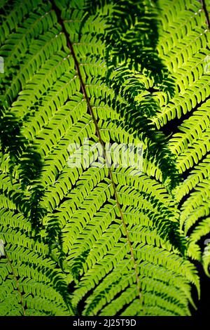 Botanischer Garten. Nahaufnahme tropischer Pflanzen im Gewächshaus. Stockfoto