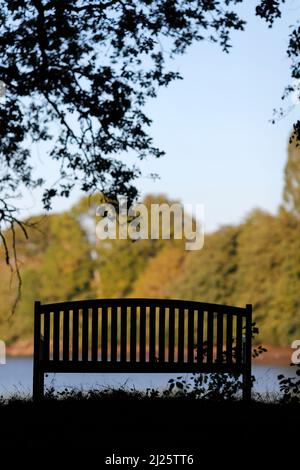 Eine leere Bank mit Blick auf einen See und einen Wald. Stockfoto