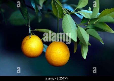 Zwei Orangen auf einem Baum. Stockfoto