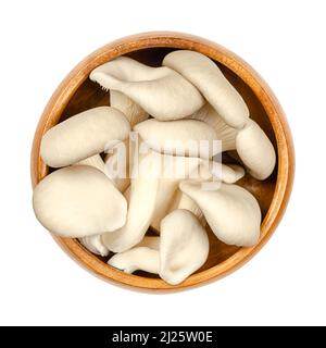 Frische Austernpilze, in einer Holzschale. Pleurotus, auch als Abalone- oder Baumpilze bekannt. Einer der am meisten kultivierten und gefressenen Pilze. Stockfoto