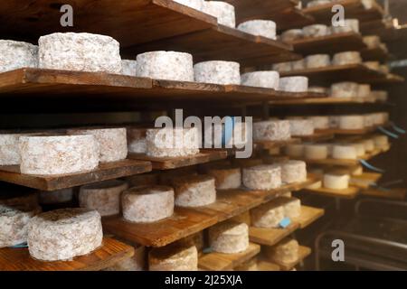 Handwerkliche Tomme Käseveredelung in einem traditionellen Keller. Stockfoto