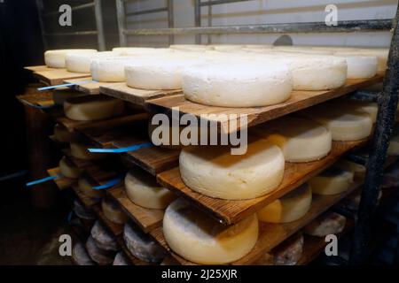 Handwerkliche Tomme Käseveredelung in einem traditionellen Keller. Stockfoto