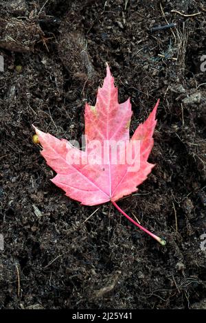 Roter Ahorn lassen im Herbst. Stockfoto