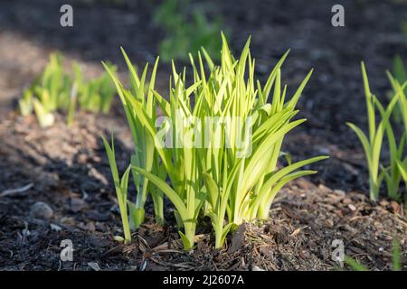 Gepflanzt Blumenzwiebeln im Frühling Stockfoto