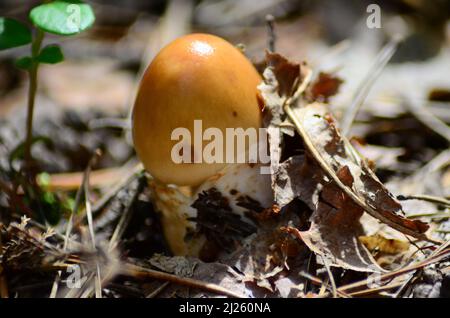 Pilze mit lateinischem Namen agaricus silvaticus in einer Waldlichtung Stockfoto