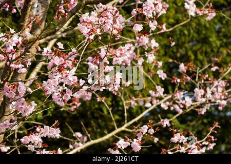 Sakura, Kirschblüte im Frühling, Großbritannien Stockfoto
