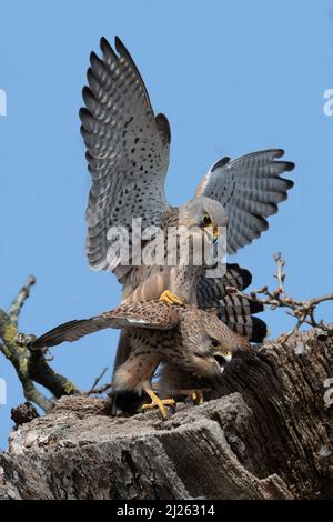 Paar Turmfalken paaren sich im Frühjahr Stockfoto