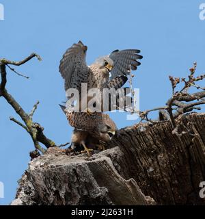 Paar Turmfalken paaren sich im Frühjahr Stockfoto