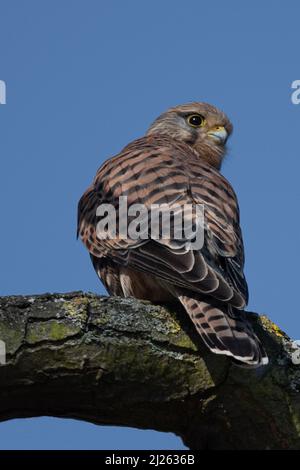 Weibliche Turmfalke, die wachsam bleibt, während sie auf einem Baum thront Stockfoto