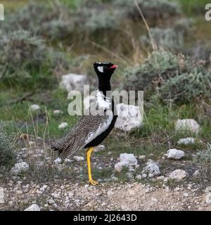 Nördlicher schwarzer Korhaan, Afrotis afraoides, großer Vogel im Busch in Namibia Stockfoto