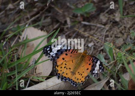 Erstaunliches Bild des indischen Fritillären (argynnis hyperbius) Schmetterlings. Auf dem Boden Stockfoto