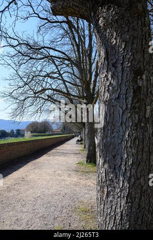 Lucca-März 2022-ItalienDie historischen Stadtmauern, die sie seit dem Mittelalter schützen. Stockfoto